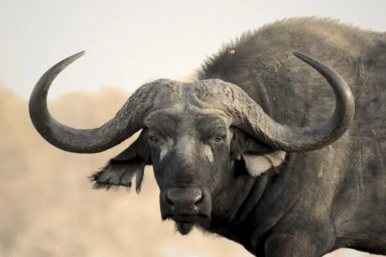 Package 3 – The Legacy Hunt