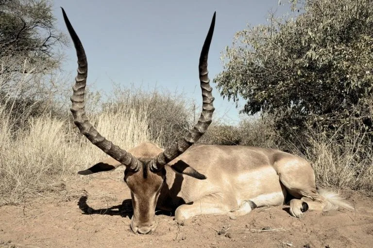 Package 1 – The Trailblazer